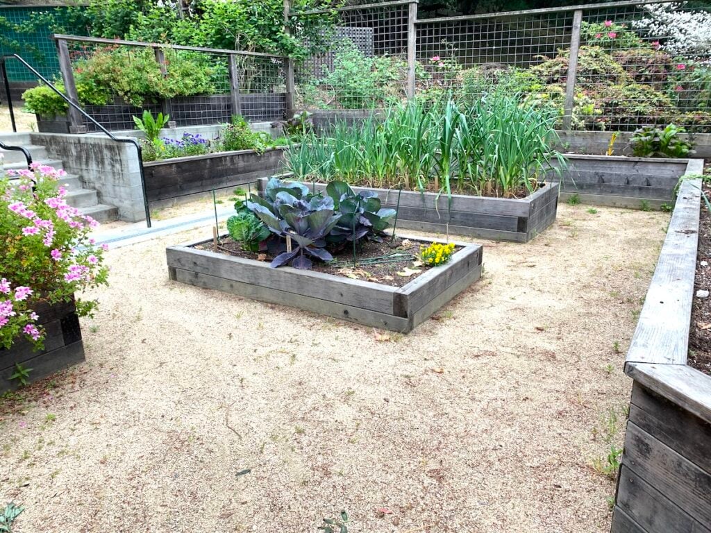 Raised garden beds filled with leafy green vegetables and flowers, surrounded by sandy pathways and a wire fence, with more plants and greenery flourishing in the background.