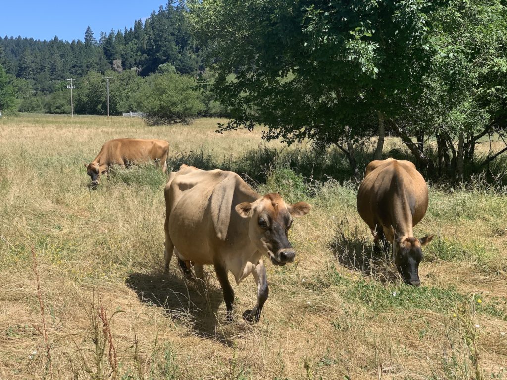 Jersey cows for raw milk