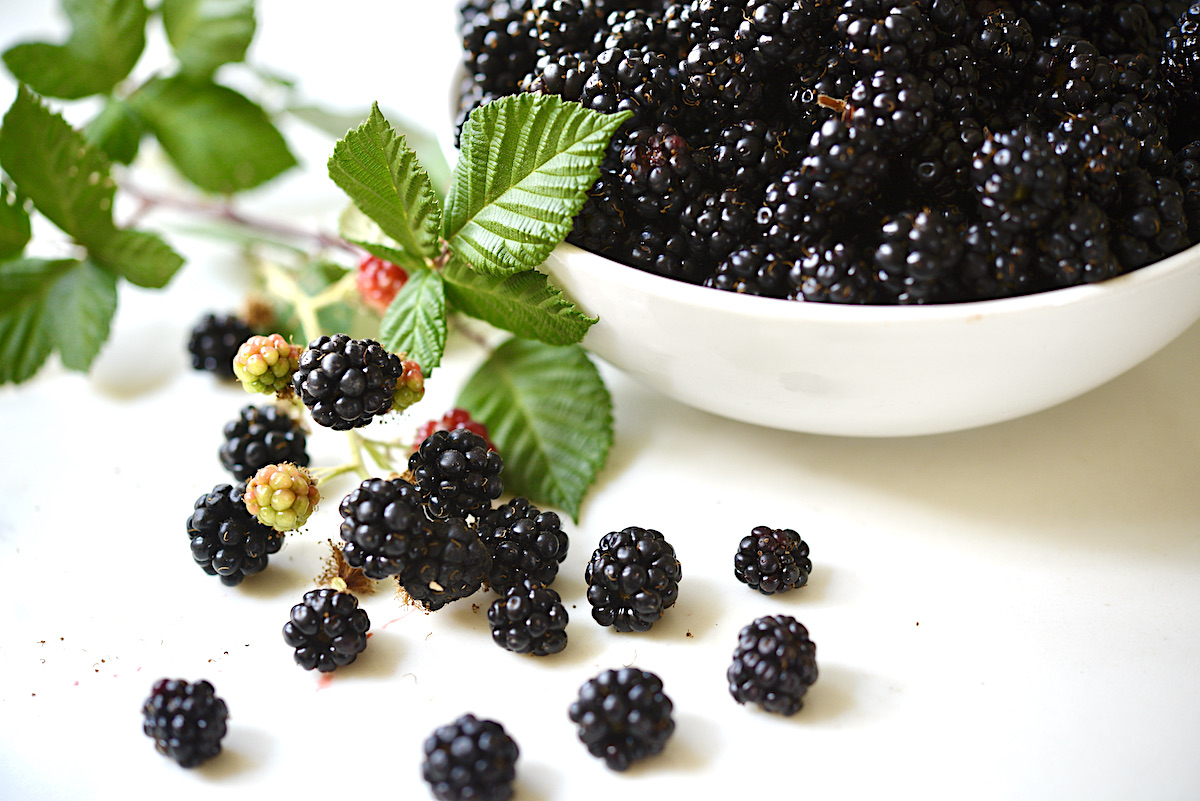 8 Tips for picking more blackberries faster