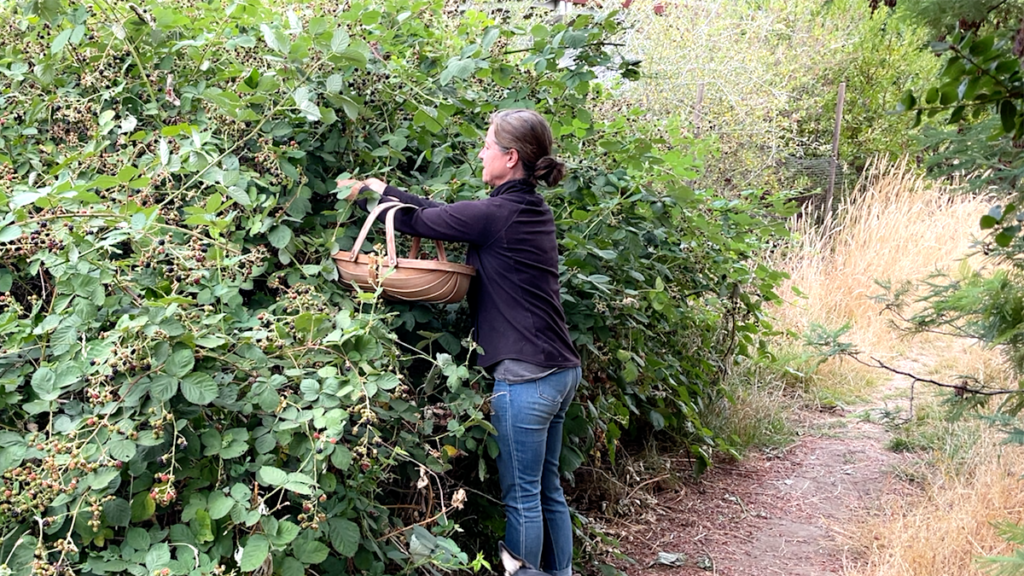 woman picking berries