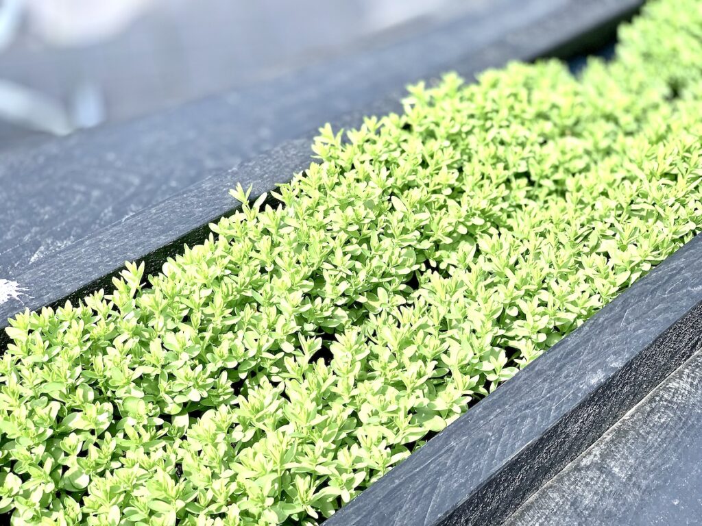 young flax plants