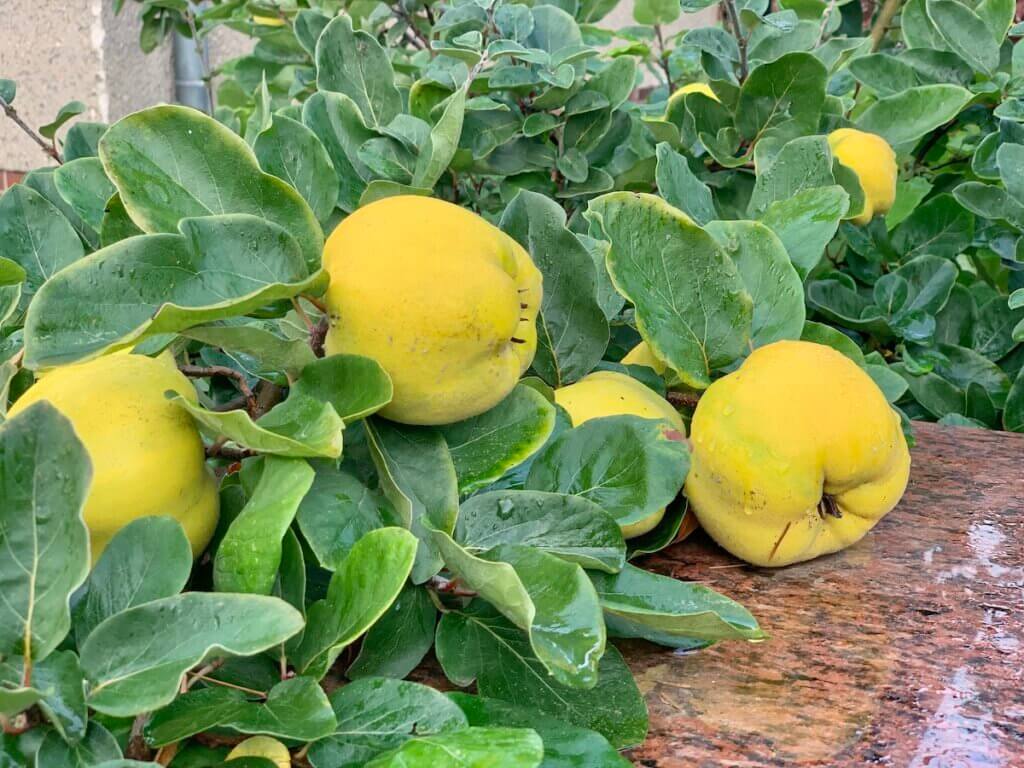 quince tree with quince