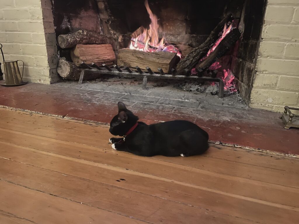 cat in front of fire in fire place