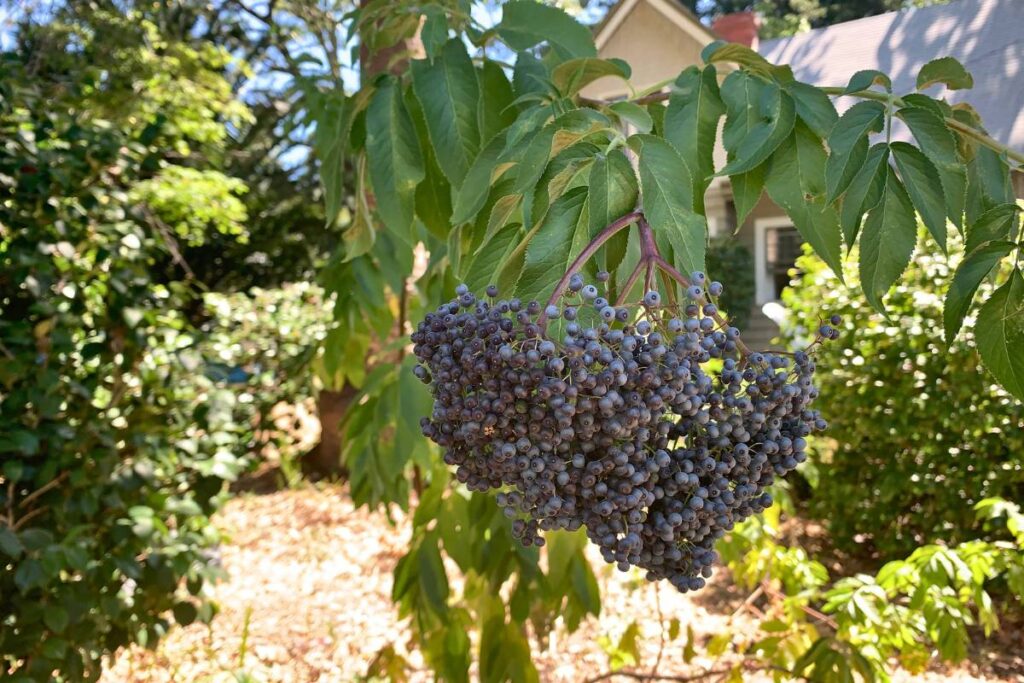 elderberry cluster on elderberry bush