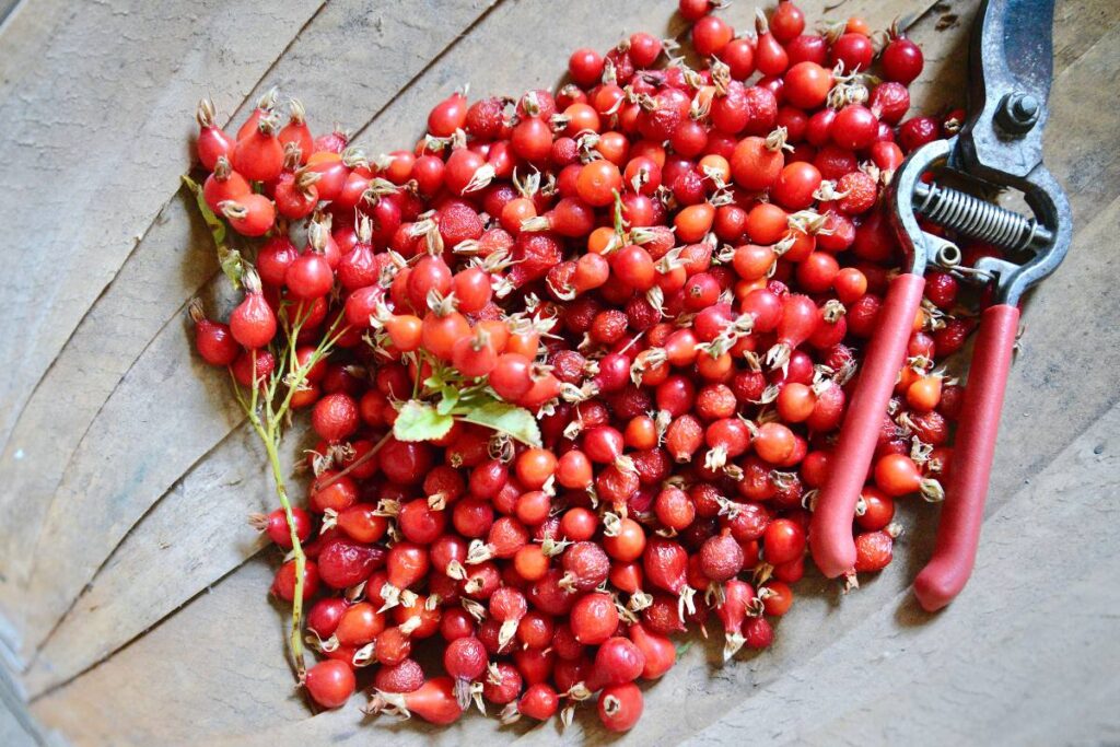 harvest basket with rosehips and garden shears