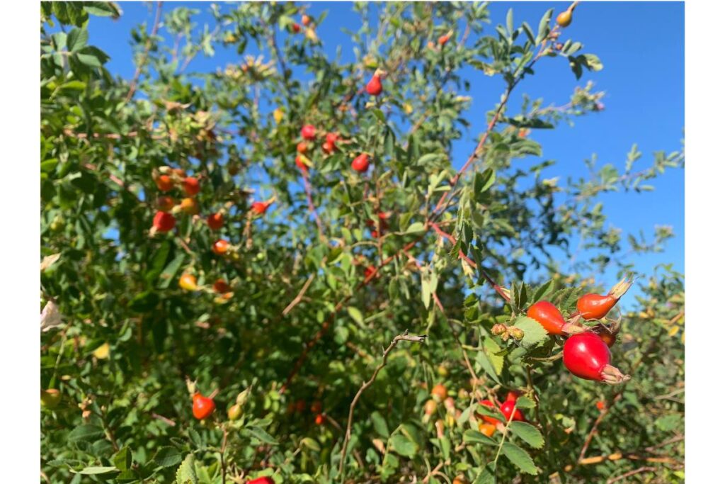 rose bush with rosehips