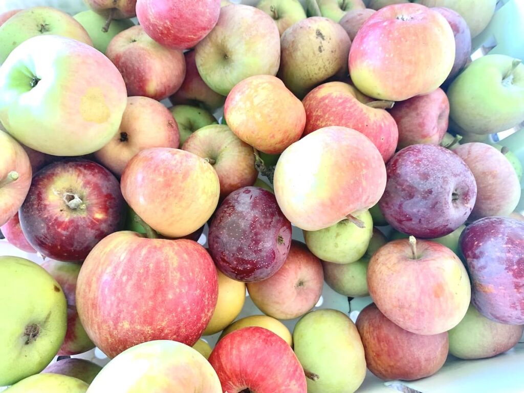 heirloom apples in box