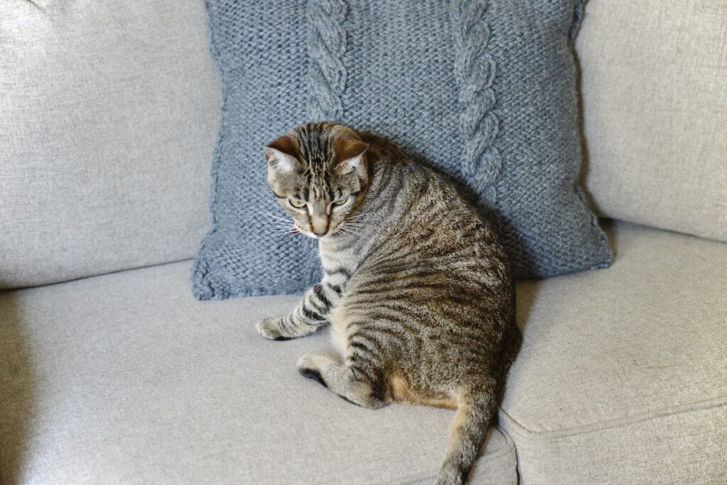 chunky knit pillow on sofa with cat