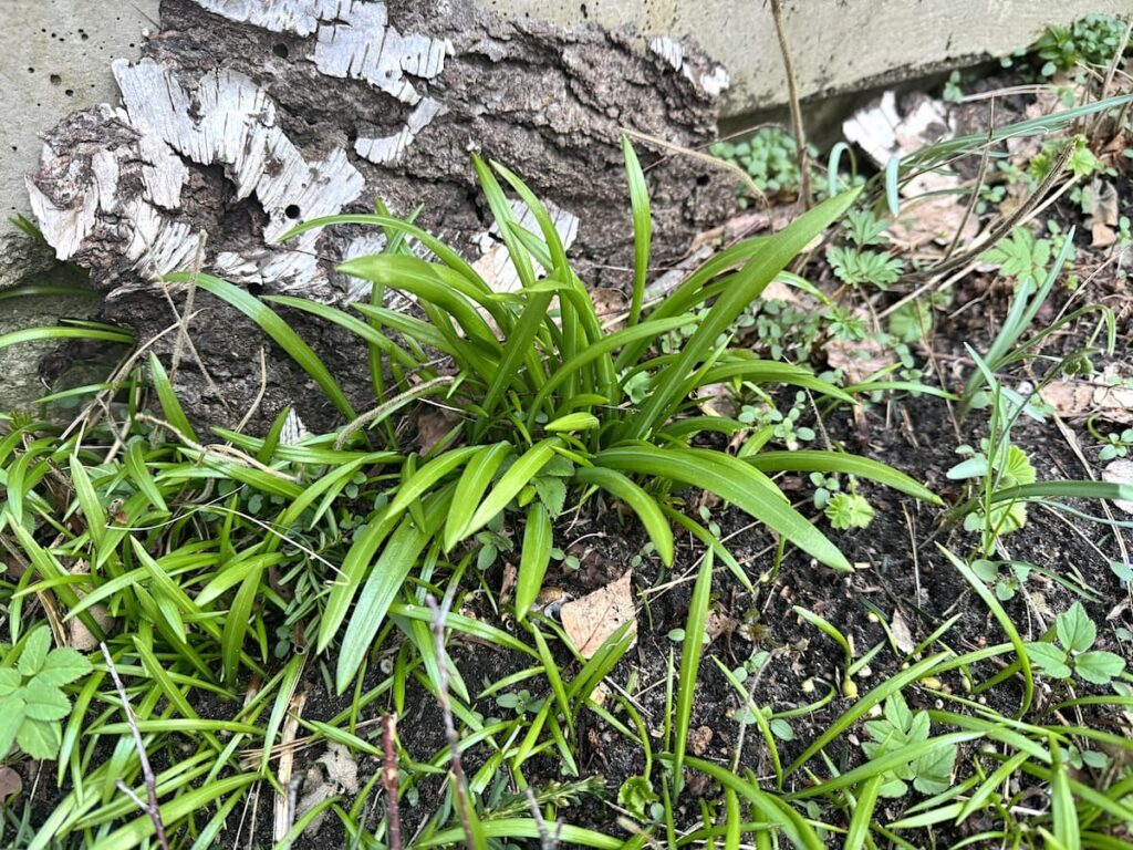 ramp plant growing out of soil