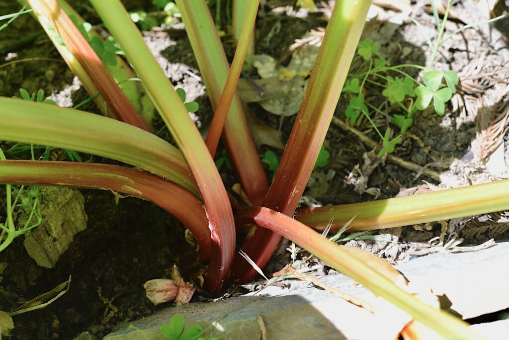 rhubarb plant in garden soil
